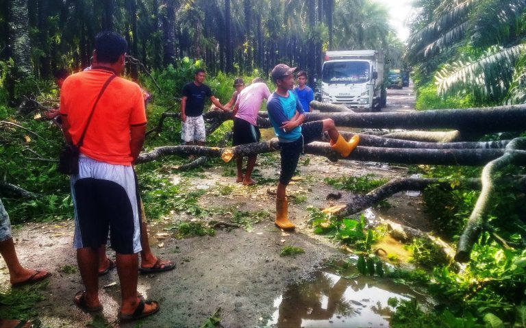 Pengendara Mobil Gotong Royong Singkirkan Pohon Tumbang Menipa Jalan Pengendara Mobil Gotong Royong Singkirkan Pohon Tumbang Menipa Jalan