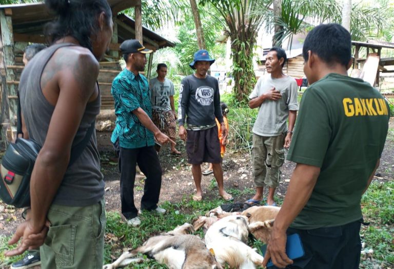 Waspada.!, 3 Ekor Kambing dan 1 Ekor Ayam Warga Tanjung Kuaw Dimangsa Harimau Waspada.!, 3 Ekor Kambing dan 1 Ekor Ayam Warga Tanjung Kuaw Dimangsa Harimau