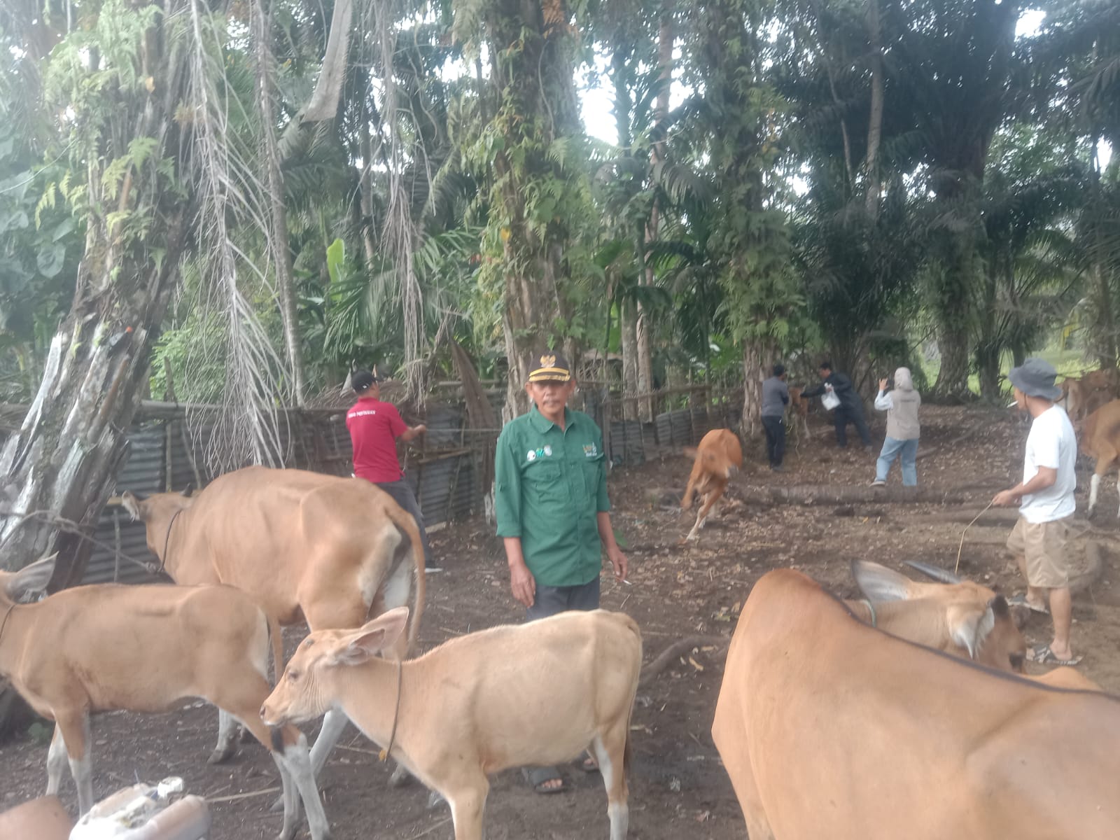Kepala Desa Penago Baru Pantau Vaksinasi PMK Kades Penago Baru saat memantau langsung pemberian vaksin gratis untuk puluhan ekor sapi milik warga.