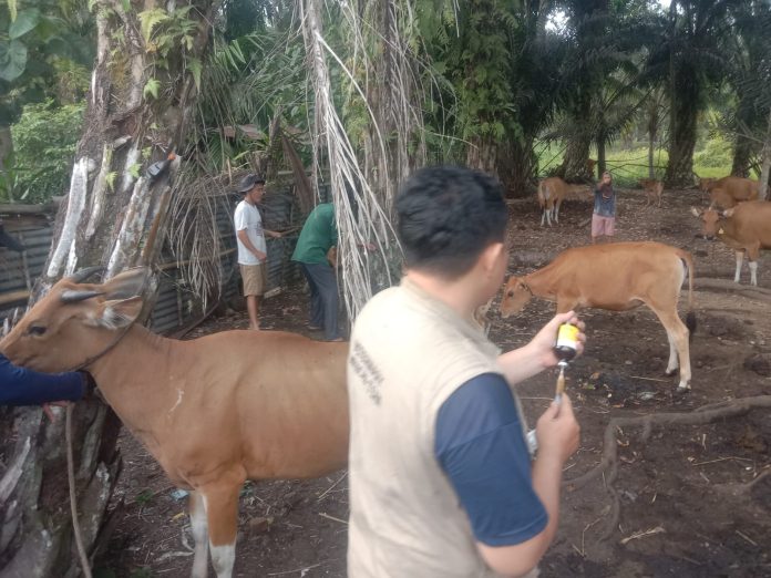 Petugas medis menyuntikkan vaksin PMK pada sapi di Desa Penago Baru Seluma